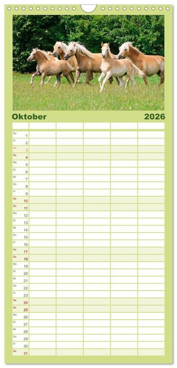 Produktbild: Familienplaner 2026 - Haflinger Fohlen mit 5 Spalten (Wandkalender, 21 x 45 cm) CALVENDO