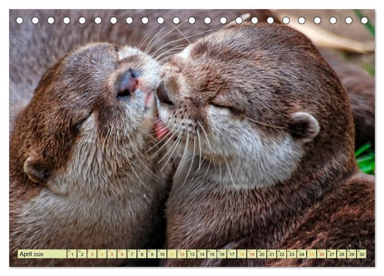 Produktbild: Fischotter - putzige Kerlchen und elegante Schwimmer (Tischkalender 2026 DIN A5 quer), CALVENDO Monatskalender