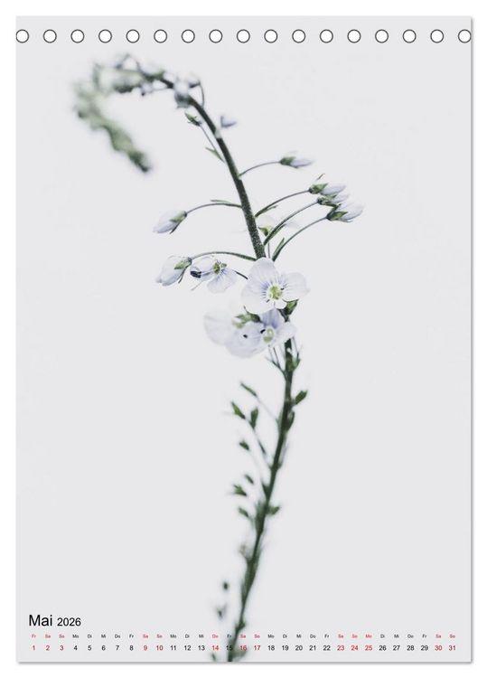 Produktbild: Pure Flowers (Tischkalender 2026 DIN A5 hoch), CALVENDO Monatskalender