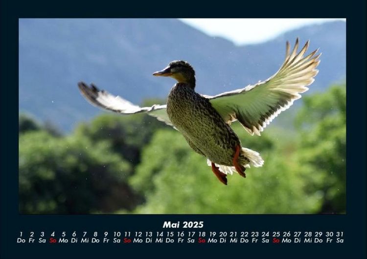 Produktbild: V&ouml;gel 2025 Fotokalender DIN A4
