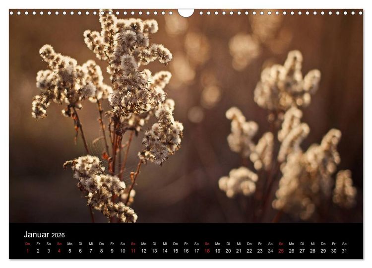 Produktbild: Bl&uuml;tenzauber 2026 (Wandkalender 2026 DIN A3 quer), CALVENDO Monatskalender