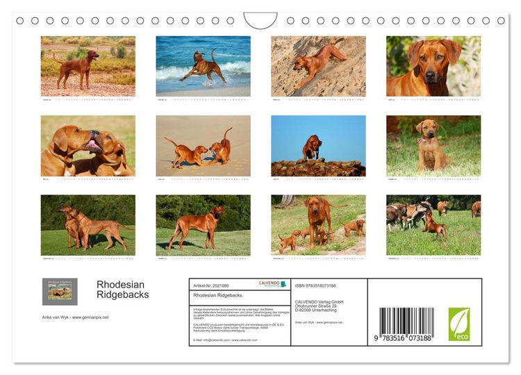 Produktbild: Rhodesian Ridgebacks (Wandkalender 2026 DIN A4 quer), CALVENDO Monatskalender