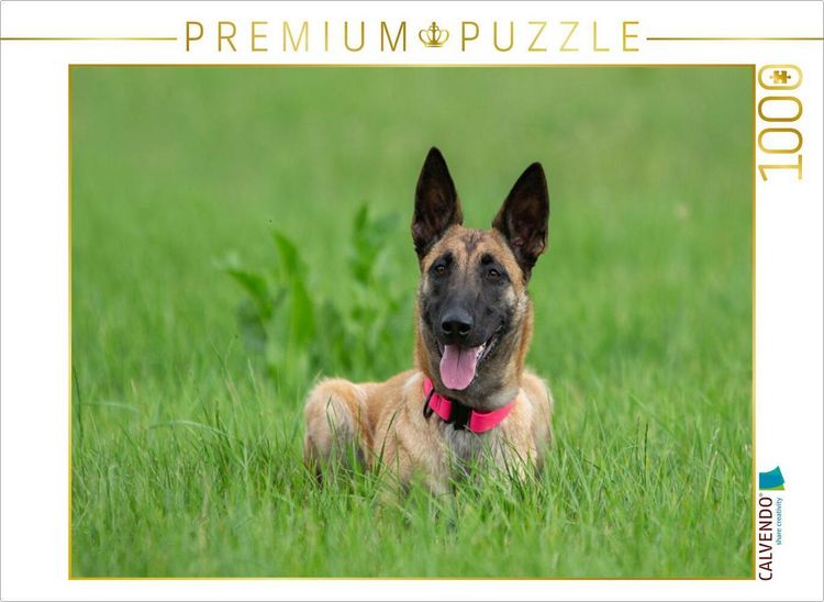 Produktbild: CALVENDO Puzzle Ein Motiv aus dem Kalender Traumhund Malinois | 1000 Teile Lege-Gr&ouml;&szlig;e 64x48cm Foto-Puzzle f&uuml;r gl&uuml;ckliche Stunden