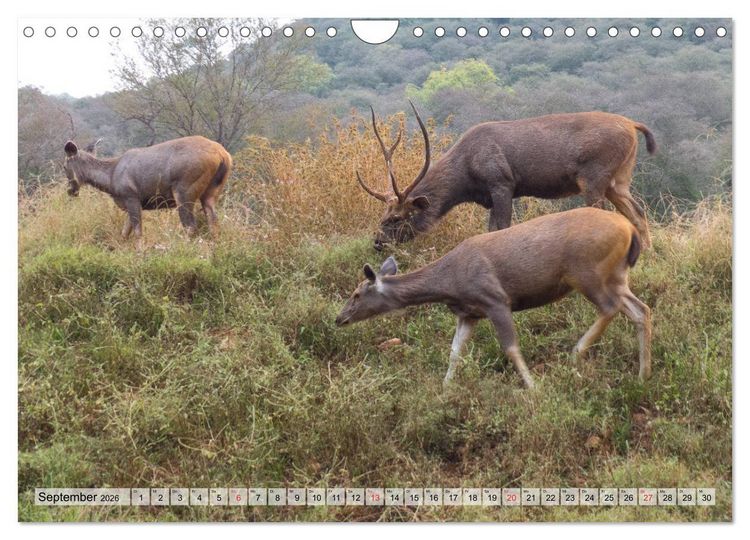 Produktbild: Indien - Eindrucksvoller Subkontinent (Wandkalender 2026 DIN A4 quer), CALVENDO Monatskalender
