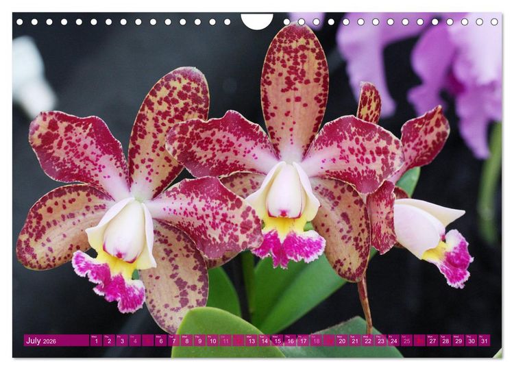 Produktbild: Orchid - A Flower Wonder (Wall Calendar 2026 DIN A4 landscape), CALVENDO 12 Month Wall Calendar