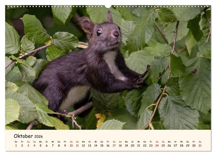 Produktbild: Oachkatzl (Wandkalender 2026 DIN A2 quer), CALVENDO Monatskalender