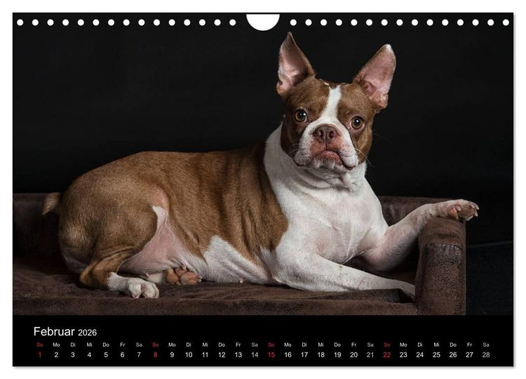 Produktbild: Colored Boston Terrier 2026 (Wandkalender 2026 DIN A4 quer), CALVENDO Monatskalender