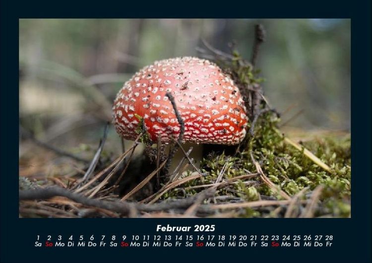 Produktbild: Pilzkalender 2025 Fotokalender DIN A4