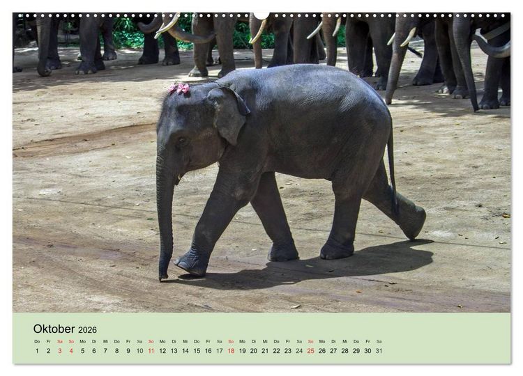 Produktbild: Elefanten. Badespa&szlig; am Strand (Wandkalender 2026 DIN A2 quer), CALVENDO Monatskalender