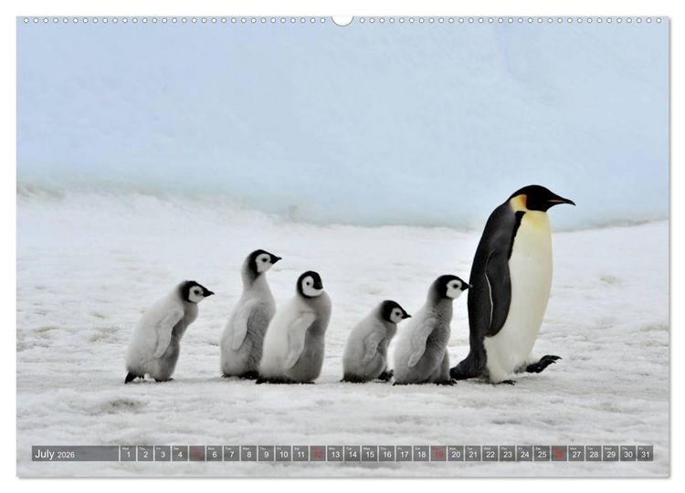 Produktbild: Penguins Unique and amazing birds (High Quality Premium Wall Calendar 2026 DIN A2 landscape),CALVENDO 12 Month Wall Calendar