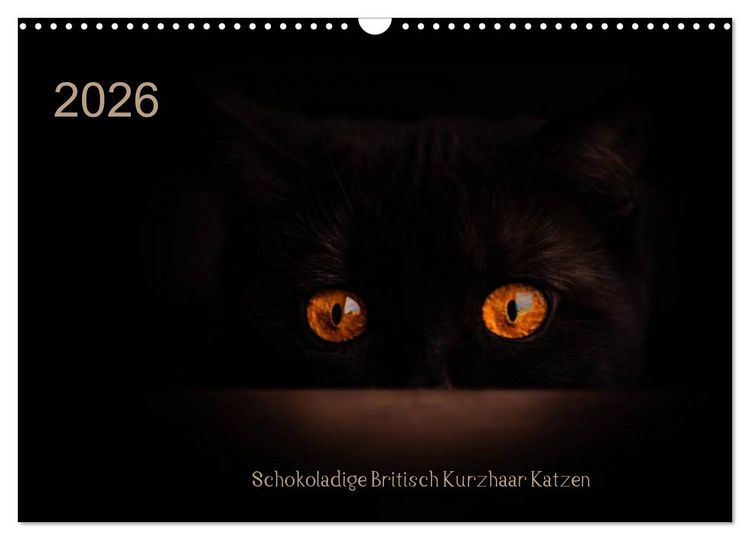 Produktbild: Schokoladige Britisch Kurzhaar Katzen (Wandkalender 2026 DIN A3 quer), CALVENDO Monatskalender
