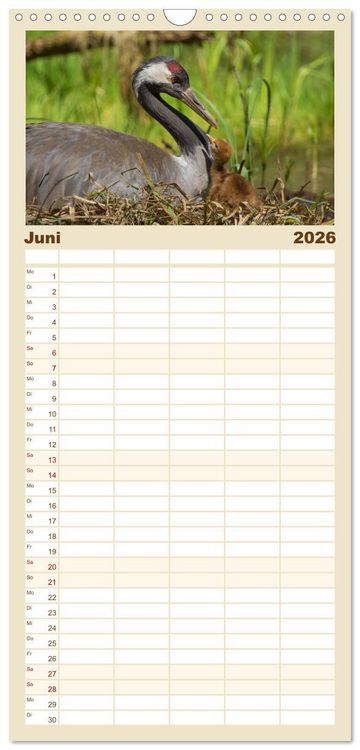 Produktbild: Familienplaner 2026 - Mit Kranichen durch das Jahr mit 5 Spalten (Wandkalender, 21 x 45 cm) CALVENDO
