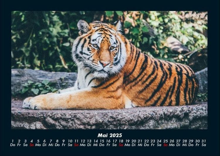 Produktbild: Tiger 2025 Fotokalender DIN A4