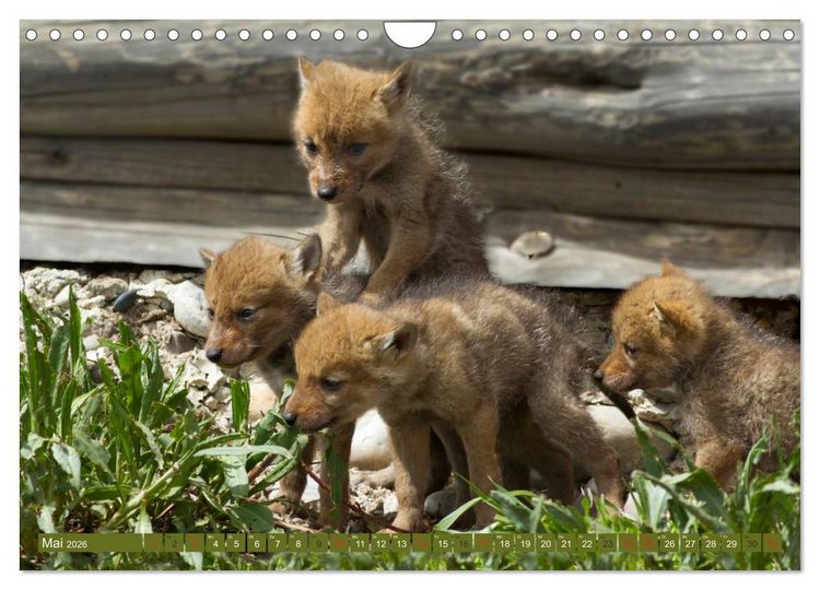 Produktbild: B&auml;r, Wolf und Co - Tiere Nordamerikas (Wandkalender 2026 DIN A4 quer), CALVENDO Monatskalender