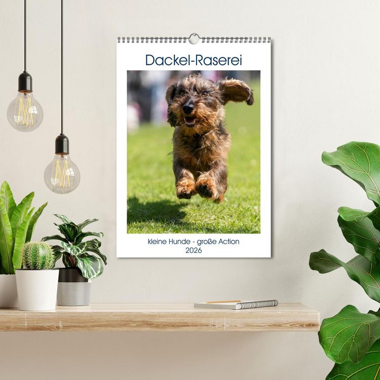 Produktbild: Dackel-Raserei (Wandkalender 2026 DIN A3 hoch), CALVENDO Monatskalender
