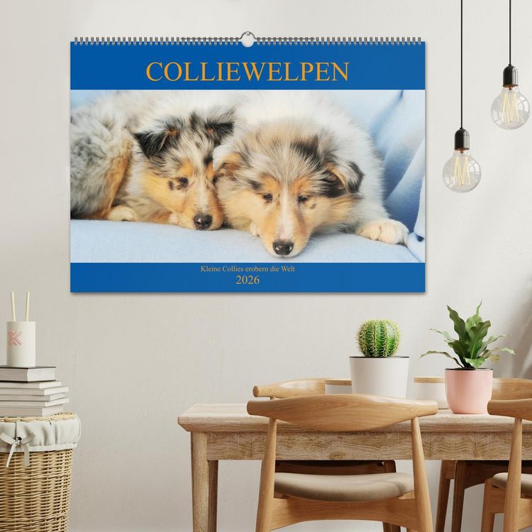 Produktbild: Colliewelpen - kleine Collies erobern die Welt (Wandkalender 2026 DIN A2 quer), CALVENDO Monatskalender