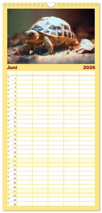 Produktbild: Familienplaner 2026 - Schildkr&ouml;ten - Gepanzerte Urzeitwesen mit 5 Spalten (Wandkalender, 21 x 45 cm) CALVENDO