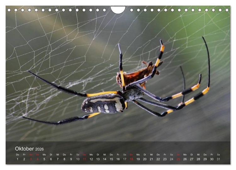 Produktbild: Faszination Spinnen (Wandkalender 2026 DIN A4 quer), CALVENDO Monatskalender