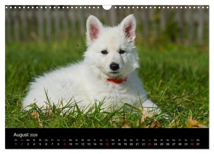 Produktbild: Wei&szlig;er Schweizer Sch&auml;ferhund - Ein Tag im Leben einer Hundefamilie (Wandkalender 2026 DIN A3 quer), CALVENDO Monatskalender