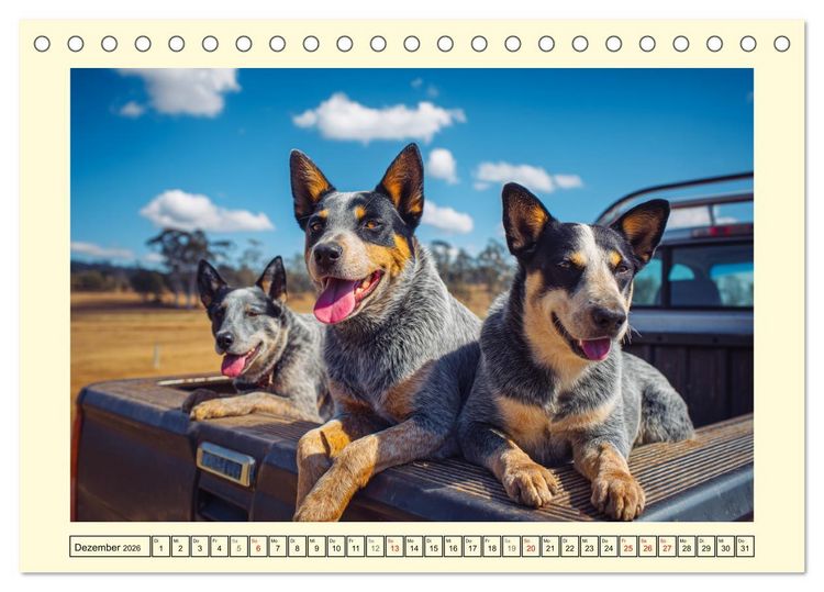 Produktbild: Australian Cattle Dogs. Echte Cowboys und Helden der Farm (Tischkalender 2026 DIN A5 quer), CALVENDO Monatskalender