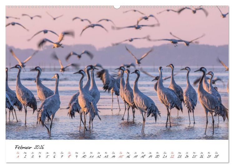 Produktbild: Kraniche am Schlafplatz - im Naturparadies der Mecklenburgischen Seenplatte (Wandkalender 2026 DIN A2 quer), CALVENDO Monatskalender