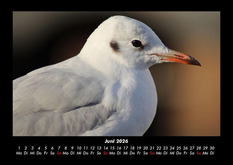 Produktbild: Welt der V&ouml;gel 2026 Fotokalender DIN A3