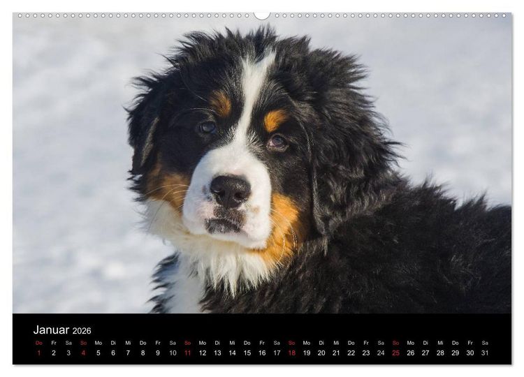 Produktbild: Treuer Freund Berner Sennenhund (Wandkalender 2026 DIN A2 quer), CALVENDO Monatskalender