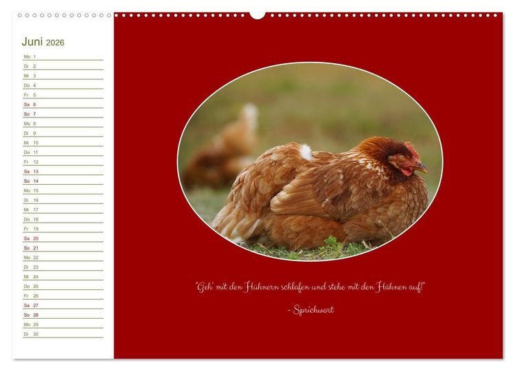 Produktbild: Freilaufende H&uuml;hner (hochwertiger Premium Wandkalender 2026 DIN A2 quer), Kunstdruck in Hochglanz