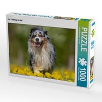 Produktbild: CALVENDO Puzzle Australian Shepherd im Fr&uuml;hling | 1000 Teile Lege-Gr&ouml;&szlig;e 64x48cm Foto-Puzzle f&uuml;r gl&uuml;ckliche Stunden