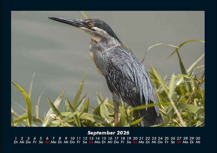 Produktbild: Natur 2026 Fotokalender DIN A4