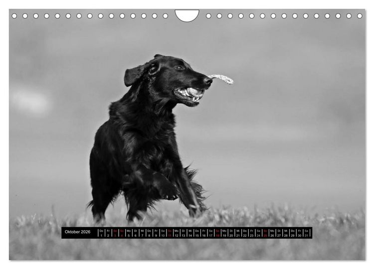 Produktbild: Flatcoated Retriever Black Edition (Wandkalender 2026 DIN A4 quer), CALVENDO Monatskalender