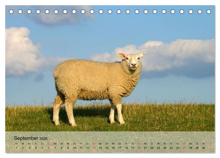 Produktbild: Schafe z&auml;hlen leicht gemacht! (Tischkalender 2026 DIN A5 quer), CALVENDO Monatskalender