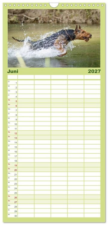 Produktbild: Familienplaner 2027 - Airedale-Terrier, was sonst! mit 5 Spalten (Wandkalender, 21 x 45 cm) CALVENDO