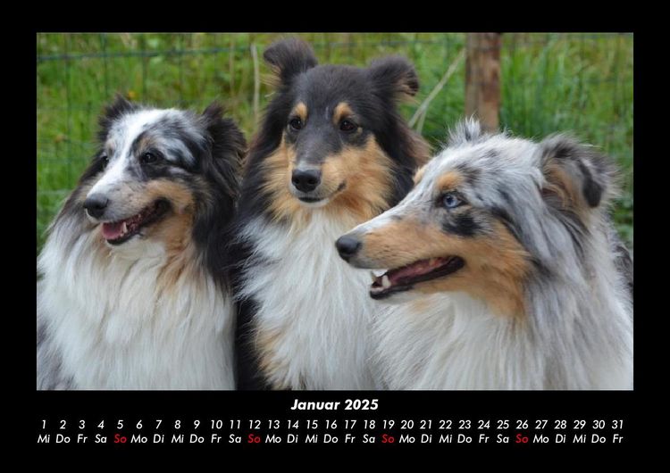 Produktbild: Hundezauber 2025 Fotokalender DIN A3