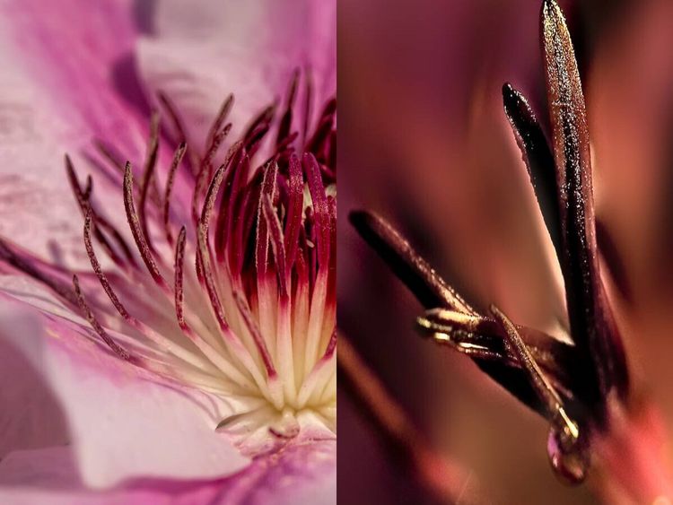 Produktbild: CALVENDO Puzzle Clematis Nelly Moser | 1000 Teile Lege-Gr&ouml;&szlig;e 64x48cm Foto-Puzzle f&uuml;r gl&uuml;ckliche Stunden