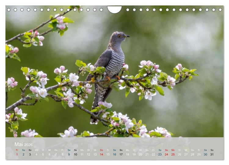 Produktbild: Kuckuck,Kuckuck,rufts aus dem Wald (Wandkalender 2026 DIN A4 quer), CALVENDO Monatskalender