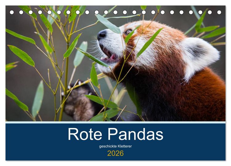 Produktbild: Rote Pandas - geschickte Kletterer (Tischkalender 2026 DIN A5 quer), CALVENDO Monatskalender