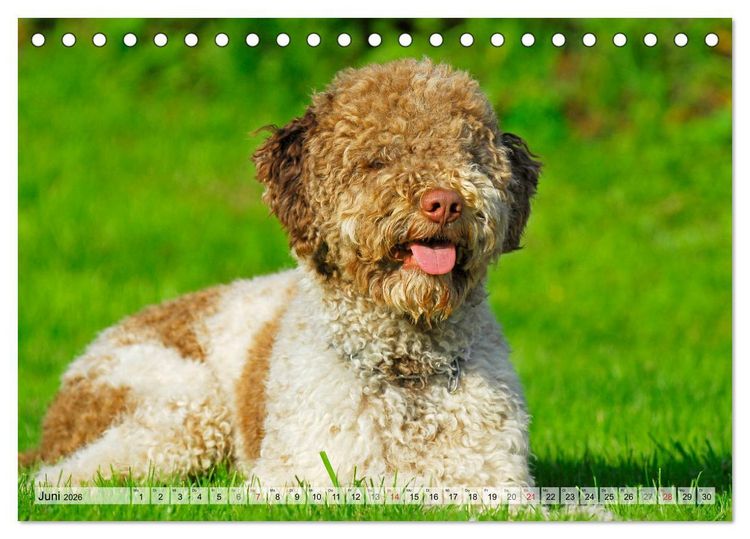 Produktbild: Lagotto Romagnolo - Ein Hund zum Verlieben (Tischkalender 2026 DIN A5 quer), CALVENDO Monatskalender