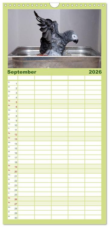 Produktbild: Familienplaner 2026 - Graupapageien zum Verlieben mit 5 Spalten (Wandkalender, 21 x 45 cm) CALVENDO