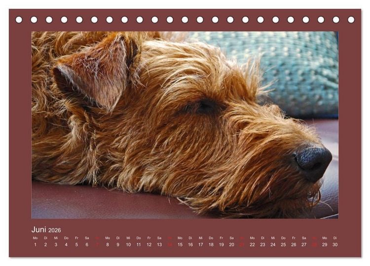 Produktbild: Kelly, der Irish Terrier - innen und au&szlig;en aus Gold (Tischkalender 2026 DIN A5 quer), CALVENDO Monatskalender