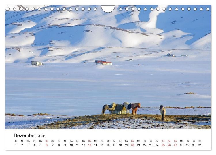 Produktbild: Die Pferde Islands - Ein Streifzug durch Island (Wandkalender 2026 DIN A4 quer), CALVENDO Monatskalender