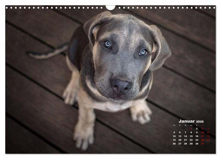 Produktbild: Listenhunde - mehr als nur eine Kategorie (Wandkalender 2026 DIN A3 quer), CALVENDO Monatskalender