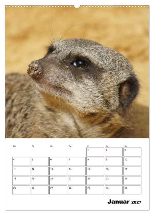 Produktbild: Niedliche Erdm&auml;nnchen (Wandkalender 2027 DIN A2 hoch), CALVENDO Monatskalender