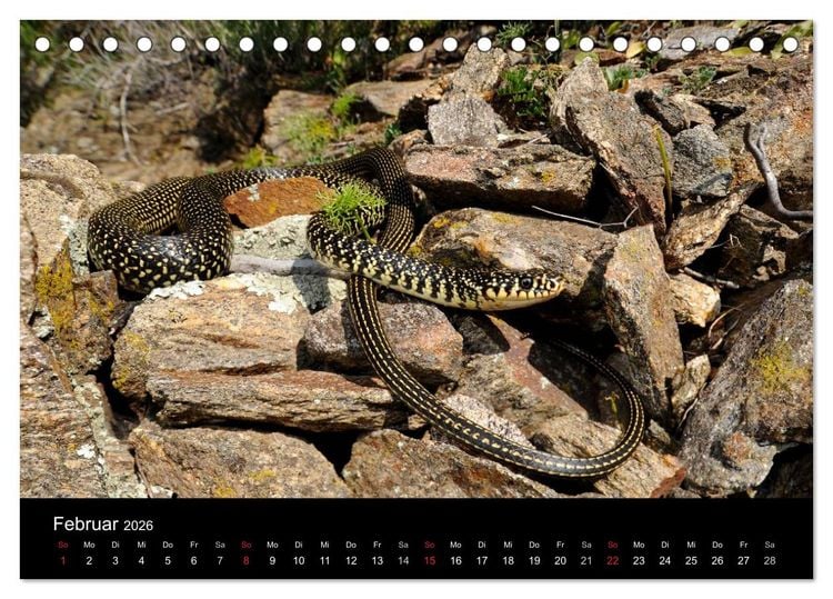Produktbild: Schlangen (Tischkalender 2026 DIN A5 quer), CALVENDO Monatskalender