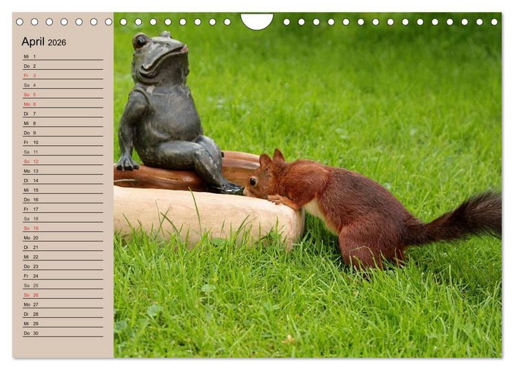 Produktbild: Eichh&ouml;rnchen. Wo sind blo&szlig; die N&uuml;sse? (Wandkalender 2026 DIN A4 quer), CALVENDO Monatskalender