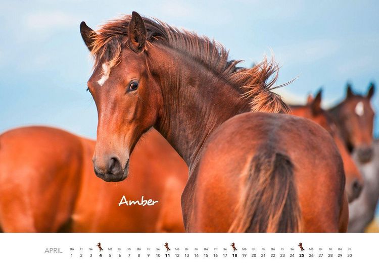 Produktbild: Pferde Kalender 2027 Wandkalender