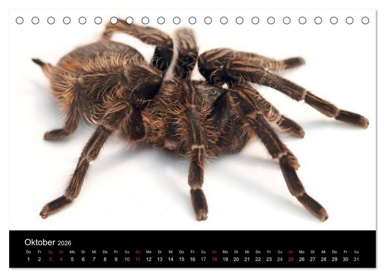 Produktbild: Reptilien & Co. (Tischkalender 2026 DIN A5 quer), CALVENDO Monatskalender