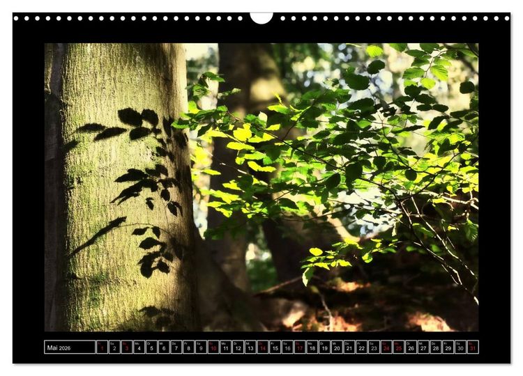 Produktbild: Der Reichswald bei Kleve (Wandkalender 2026 DIN A3 quer), CALVENDO Monatskalender
