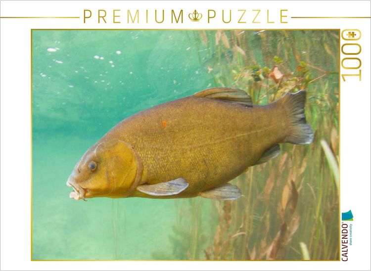 Produktbild: CALVENDO Puzzle Schleie im Fluss Ain, Bourgogne-Franche-Comt&eacute; | 1000 Teile Lege-Gr&ouml;&szlig;e 64x48cm Foto-Puzzle f&uuml;r gl&uuml;ckliche Stunden