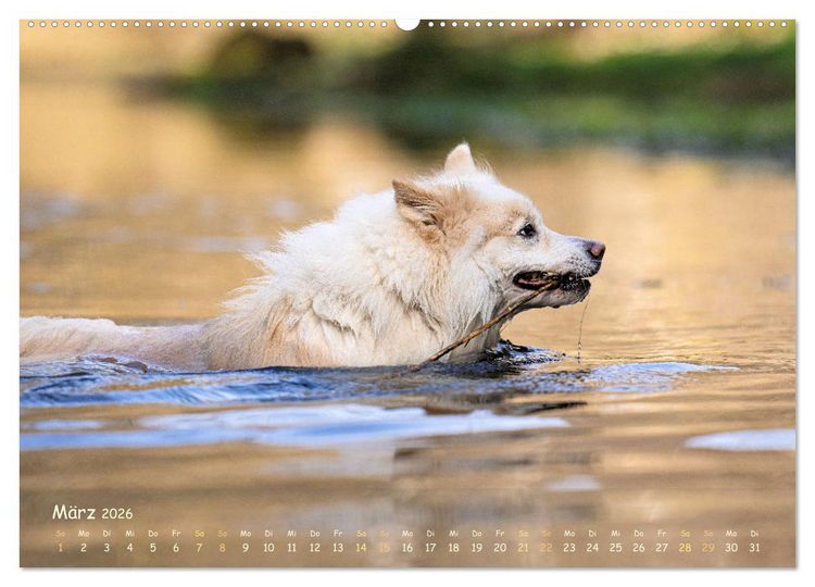 Produktbild: Mein isl&auml;ndischer Wasserhund (hochwertiger Premium Wandkalender 2026 DIN A2 quer), Kunstdruck in Hochglanz